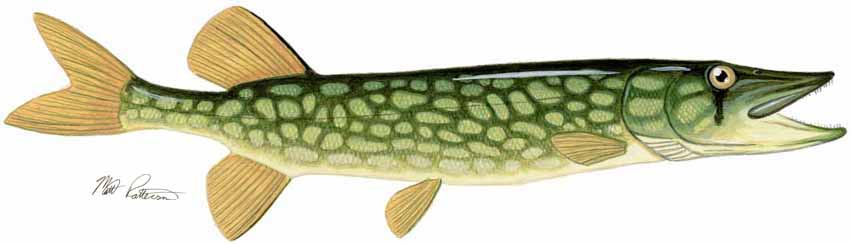 MP – Freshwater Fish of the Northwest – Chain Pickerel © Matt Patterson