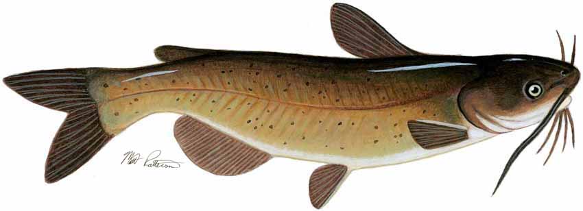 MP – Freshwater Fish of the Northwest – Channel Catfish © Matt Patterson