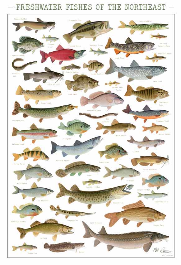 MP – Freshwater Fish of the Northwest Chart © Matt Patterson