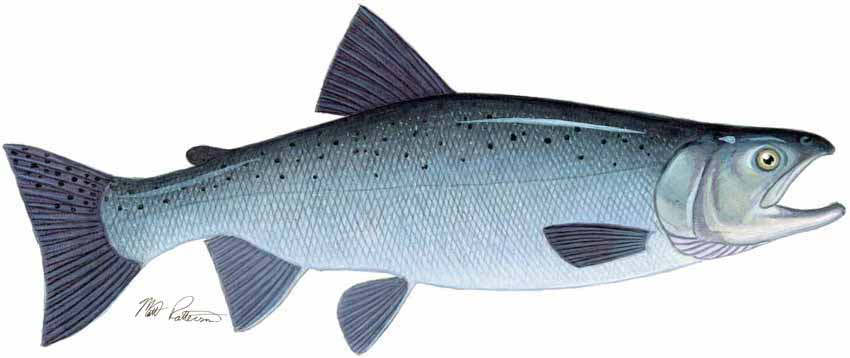 MP – Freshwater Fish of the Northwest – Coho Salmon © Matt Patterson