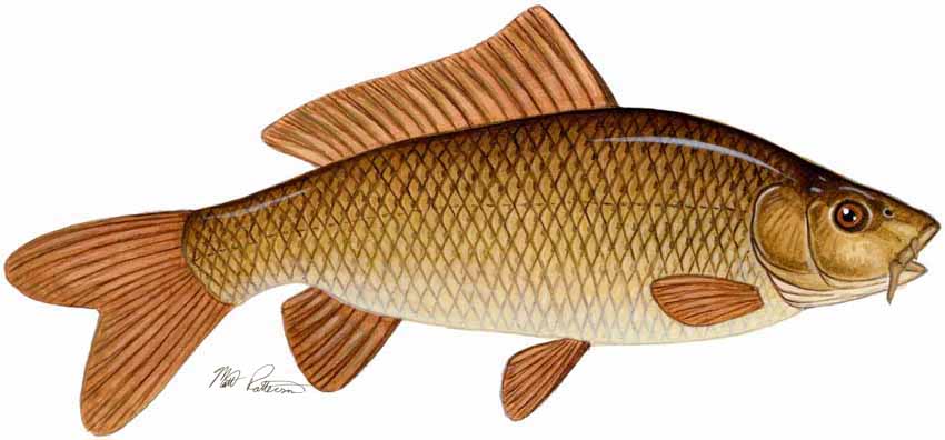 MP – Freshwater Fish of the Northwest – Common Carp © Matt Patterson