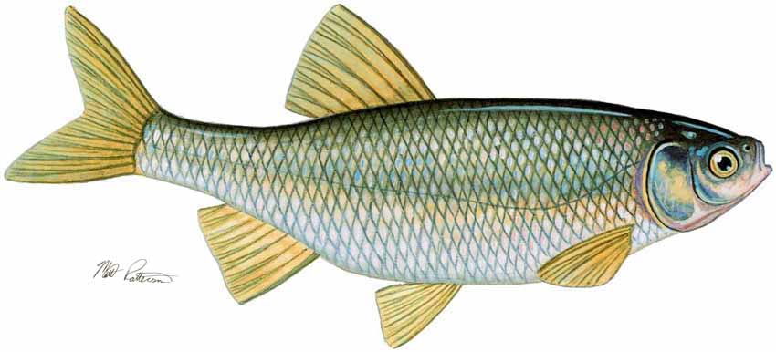 MP – Freshwater Fish of the Northwest – Common Shiner © Matt Patterson