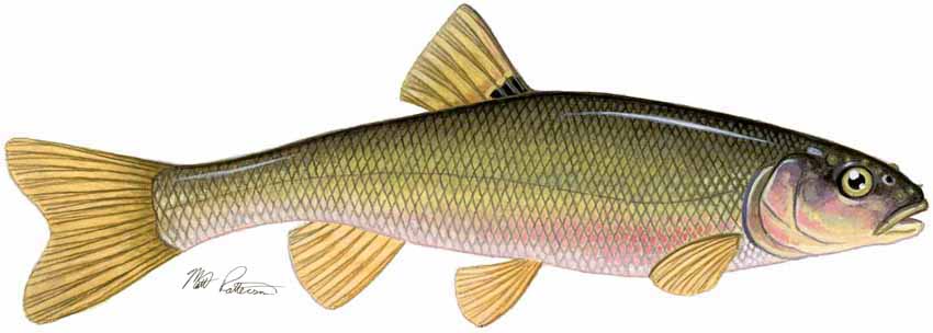 MP – Freshwater Fish of the Northwest – Creek Chub © Matt Patterson