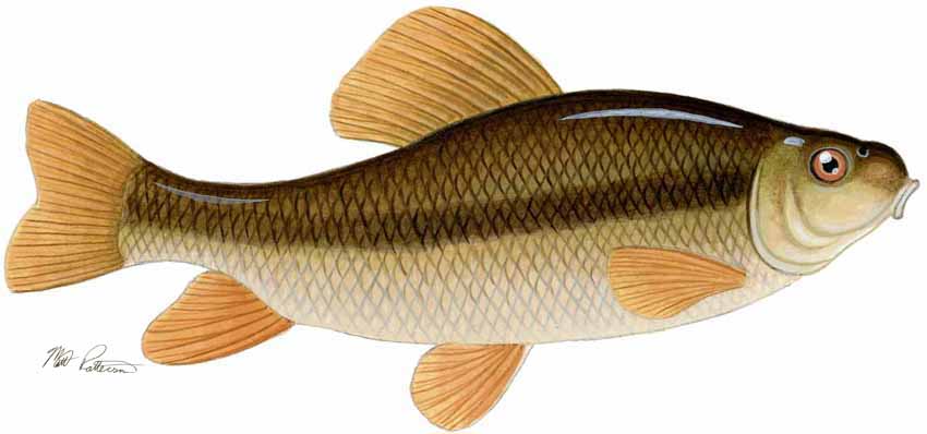 MP – Freshwater Fish of the Northwest – Creek Chubsucker © Matt Patterson