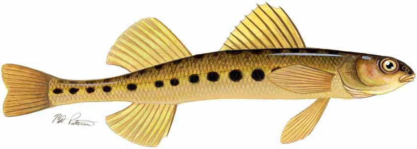 MP – Freshwater Fish of the Northwest – Eastern Sand Darter © Matt Patterson