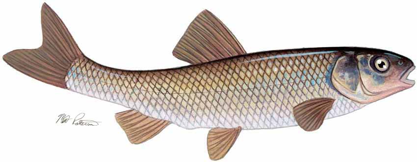 MP – Freshwater Fish of the Northwest – Fallfish © Matt Patterson
