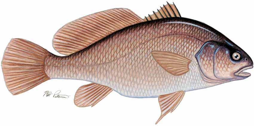 MP – Freshwater Fish of the Northwest – Freshwater Drum © Matt Patterson