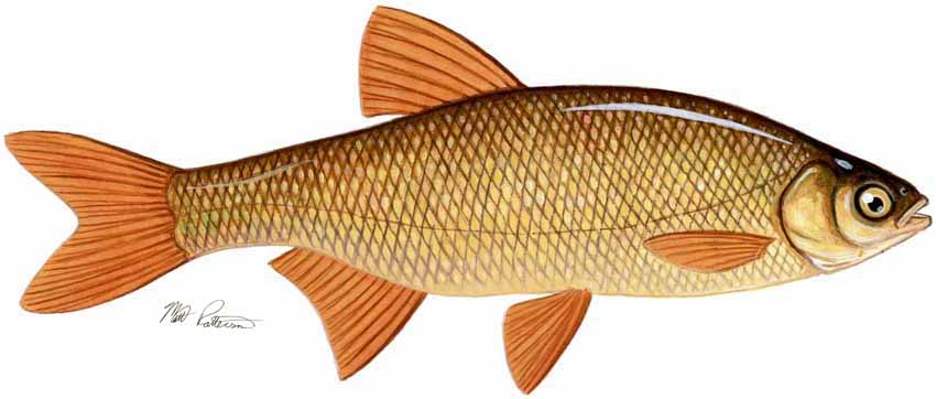 MP – Freshwater Fish of the Northwest – Golden Shiner © Matt Patterson