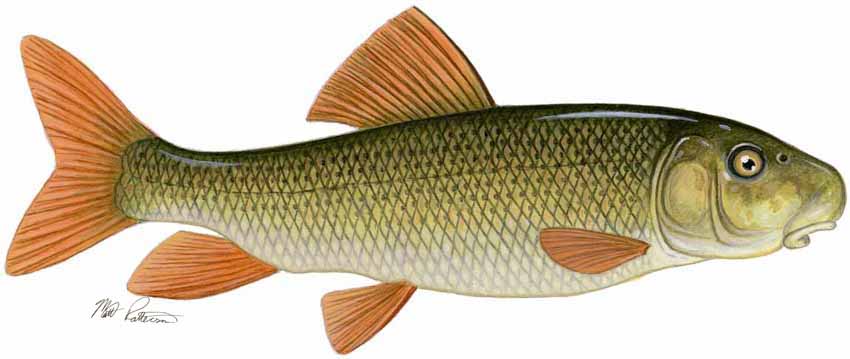 MP – Freshwater Fish of the Northwest – Greater Redhorse © Matt Patterson