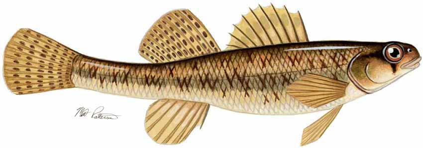 MP – Freshwater Fish of the Northwest – Johnny Darter © Matt Patterson