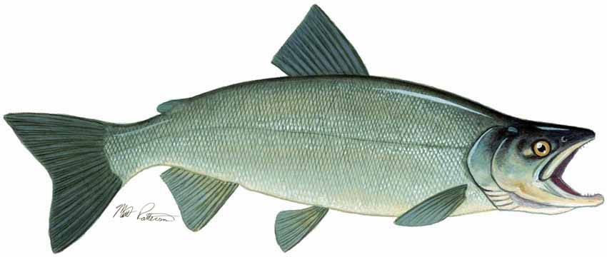 MP – Freshwater Fish of the Northwest – Kokanee Salmon 2 © Matt Patterson