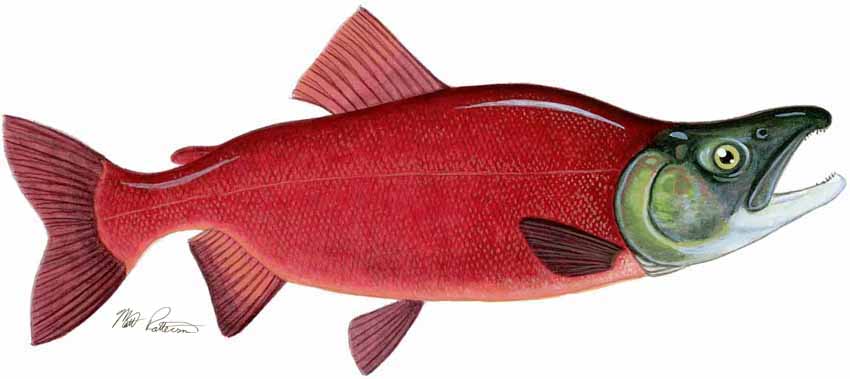 MP – Freshwater Fish of the Northwest – Kokanee Salmon © Matt Patterson