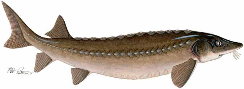 MP – Freshwater Fish of the Northwest – Lake Sturgeon © Matt Patterson
