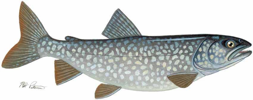 MP – Freshwater Fish of the Northwest – Lake Trout © Matt Patterson