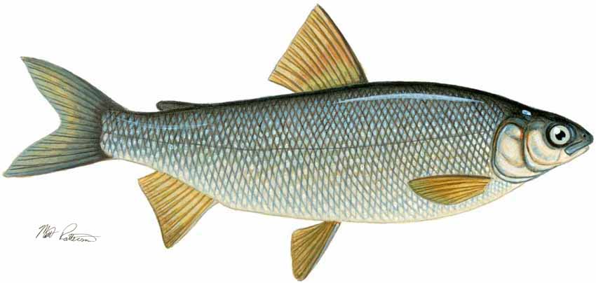 MP – Freshwater Fish of the Northwest – Lake Whitefish © Matt Patterson