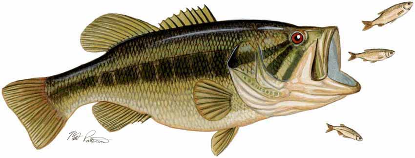 MP – Freshwater Fish of the Northwest – Largemouth Bass © Matt Patterson