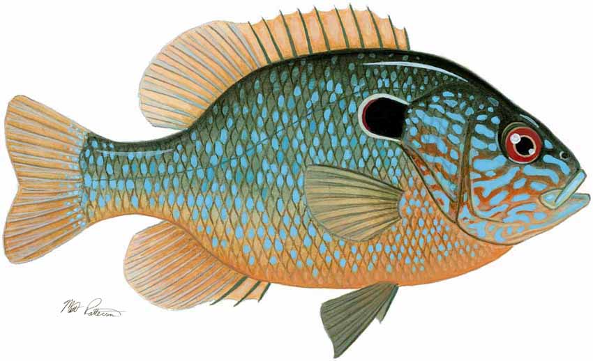 MP – Freshwater Fish of the Northwest – Longear Sunfish © Matt Patterson