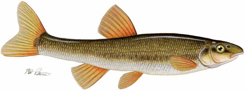 MP – Freshwater Fish of the Northwest – Longnose Dace © Matt Patterson