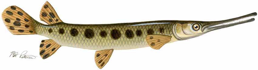 MP – Freshwater Fish of the Northwest – Longnose Gar © Matt Patterson