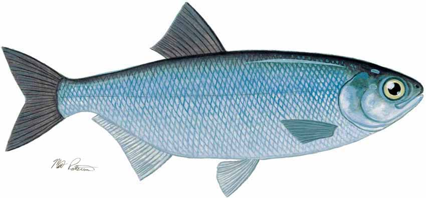 MP – Freshwater Fish of the Northwest – Mooneye © Matt Patterson
