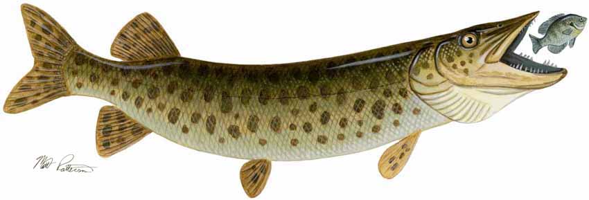 MP – Freshwater Fish of the Northwest – Muskellunge © Matt Patterson