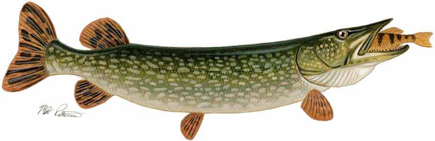 MP – Freshwater Fish of the Northwest – Northern Pike © Matt Patterson