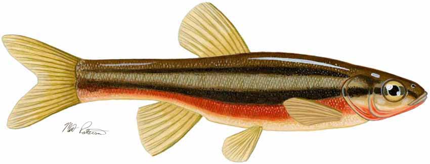 MP – Freshwater Fish of the Northwest – Northern Redbell Dace © Matt Patterson
