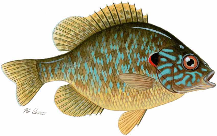 MP – Freshwater Fish of the Northwest – Pumpkinseed Sunfish © Matt Patterson