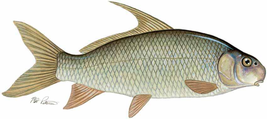MP – Freshwater Fish of the Northwest – Quillback © Matt Patterson