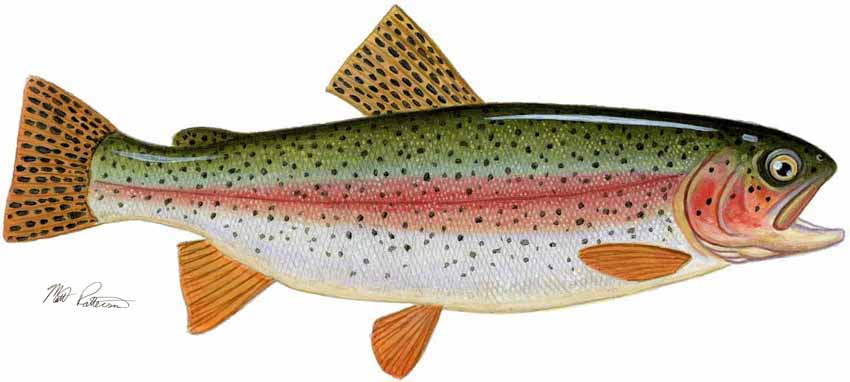 MP – Freshwater Fish of the Northwest – Rainbow Trout © Matt Patterson
