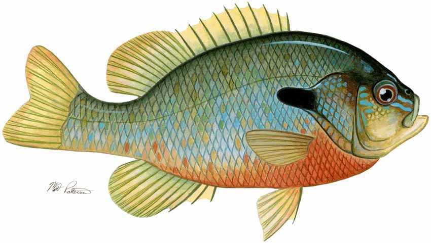 MP – Freshwater Fish of the Northwest – Redbreast Sunfish © Matt Patterson