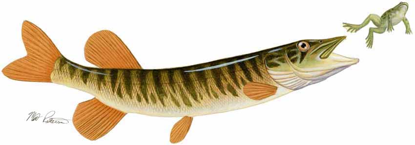 MP – Freshwater Fish of the Northwest – Redfin Pickerel © Matt Patterson