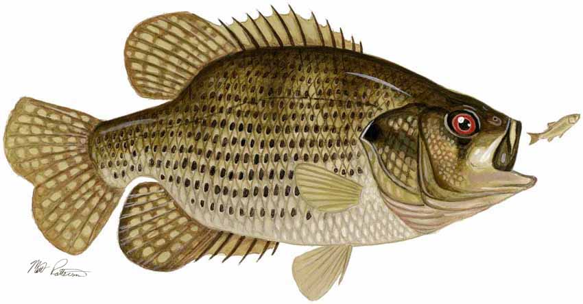 MP – Freshwater Fish of the Northwest – Rock Bass © Matt Patterson