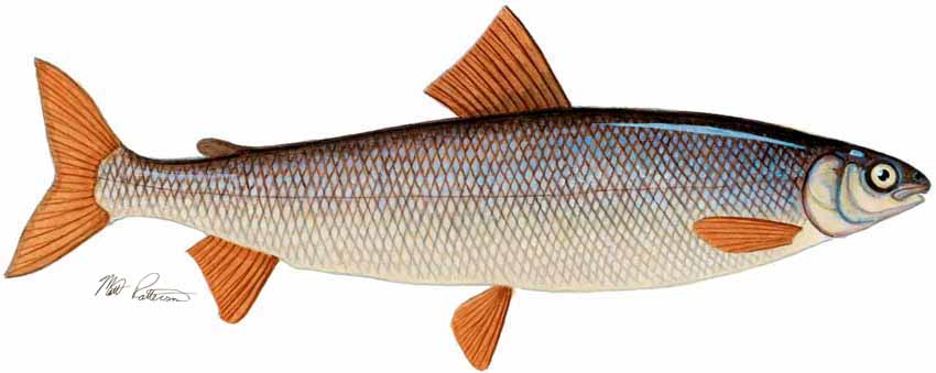 MP – Freshwater Fish of the Northwest – Round Whitefish © Matt Patterson