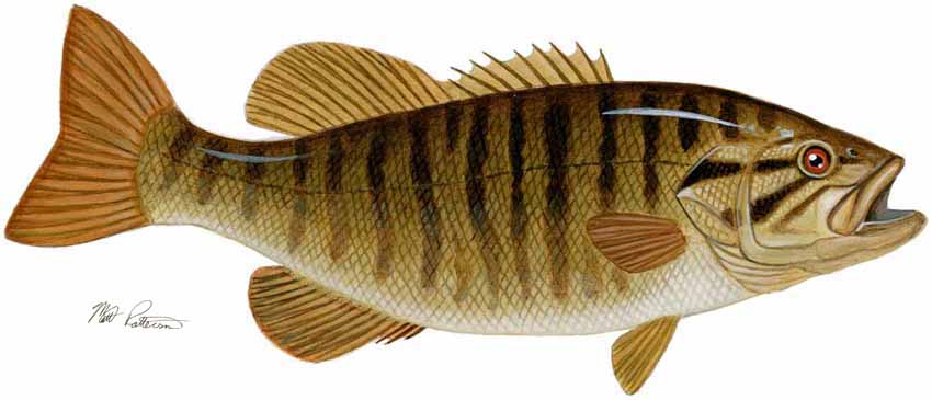 MP – Freshwater Fish of the Northwest – Sallmouth Bass © Matt Patterson