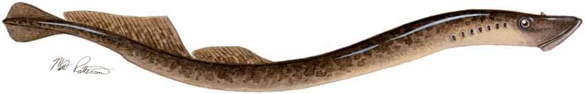 MP – Freshwater Fish of the Northwest – Sea Lamprey © Matt Patterson