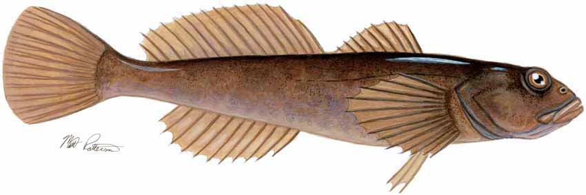 MP – Freshwater Fish of the Northwest – Slimy Sculpin © Matt Patterson