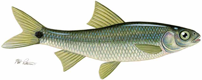 MP – Freshwater Fish of the Northwest – Spottail Shiner © Matt Patterson