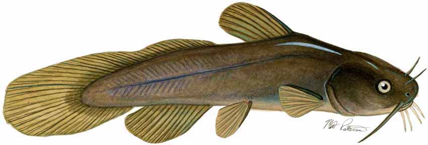 MP – Freshwater Fish of the Northwest – Tadpole Madtom © Matt Patterson