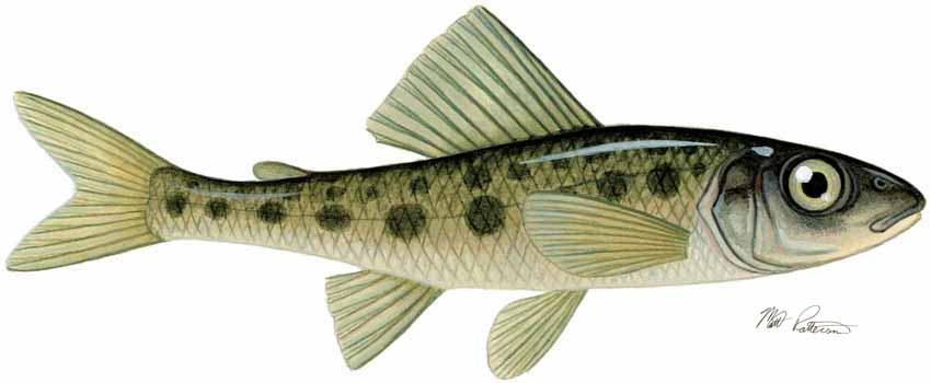 MP – Freshwater Fish of the Northwest – Trout-Perch © Matt Patterson