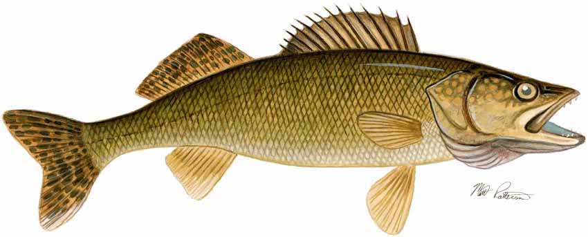 MP – Freshwater Fish of the Northwest – Walleye © Matt Patterson