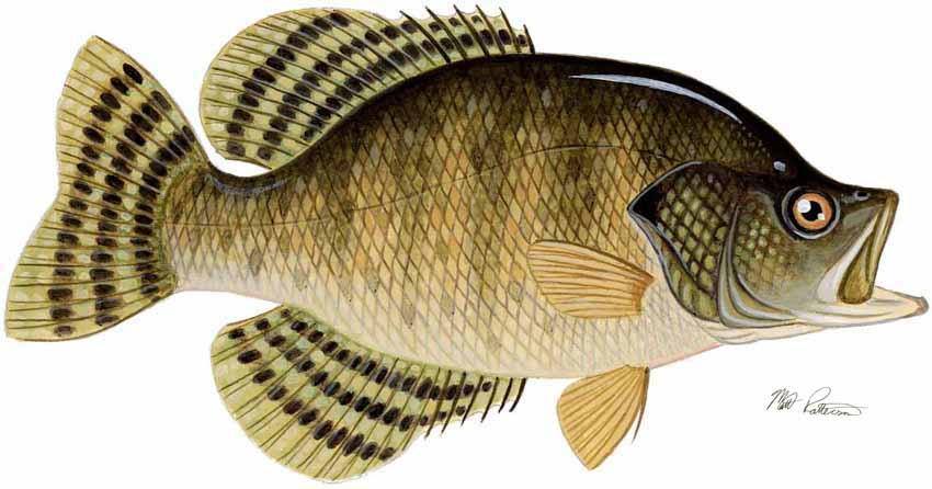 MP – Freshwater Fish of the Northwest – White Crappie © Matt Patterson