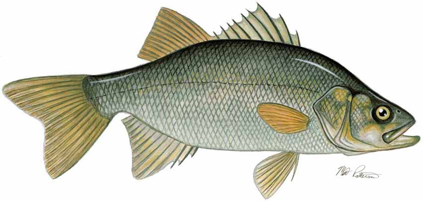 MP – Freshwater Fish of the Northwest – White Perch © Matt Patterson