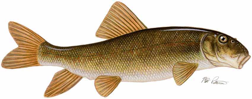 MP – Freshwater Fish of the Northwest – White Sucker © Matt Patterson