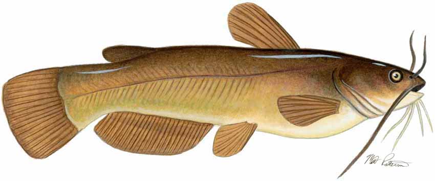 MP – Freshwater Fish of the Northwest – Yellow Bullhead © Matt Patterson