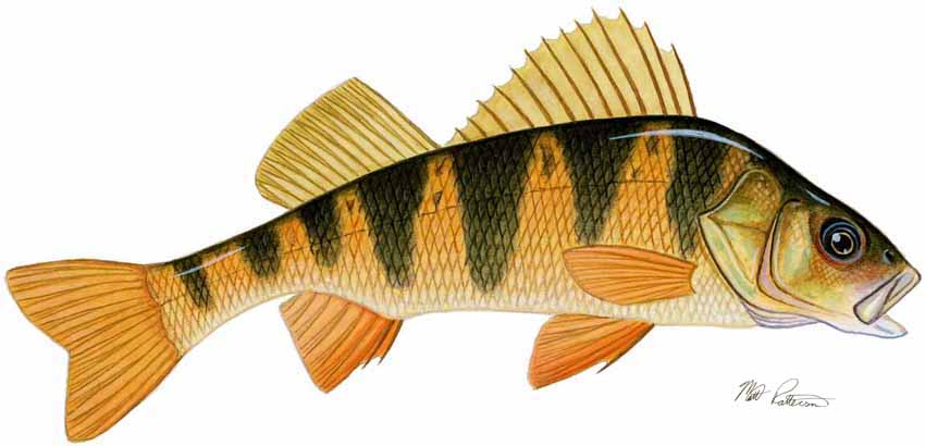 MP – Freshwater Fish of the Northwest – Yellow Perch © Matt Patterson