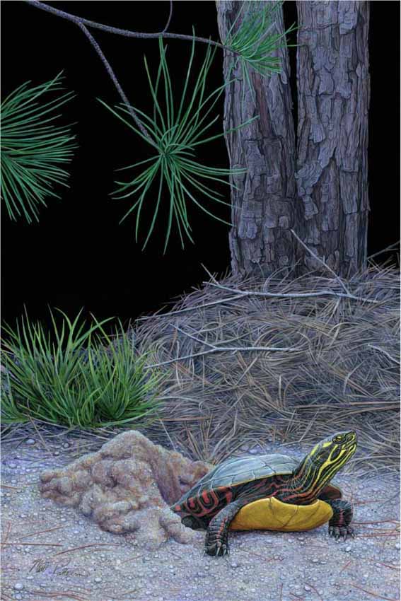 MP – Of Time and Turtles – Nesting Eastern Painted Turtle © Matt Patterson