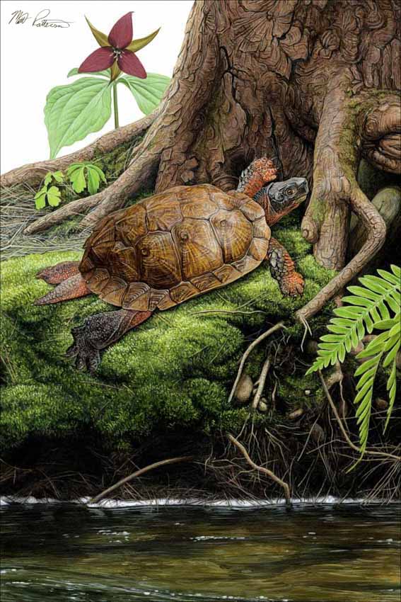 MP – Or Time and Turtles – Wood Turtle © Matt Patterson