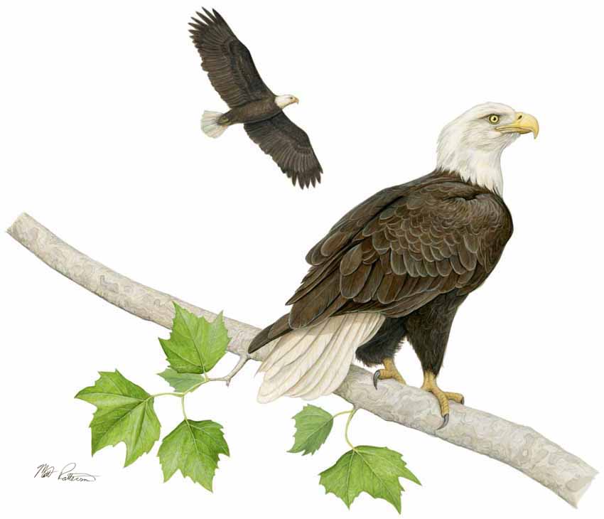 MP – Raptors – Bald Eagle © Matt Patterson