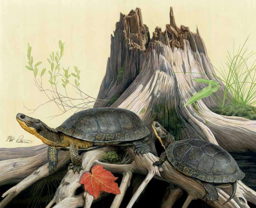 MP – Reptiles and Amphibians – Blanding’s Turtle © Matt Patterson